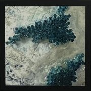 Os de mer blue, détail 