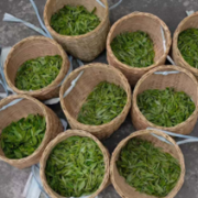 Paniers de récolte